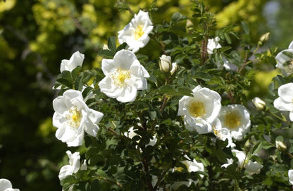 Rosa pimpinellifolia - Pimpernell-Rose