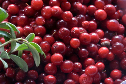 Vaccinium vitis-idaea 'Erntekrone' - Preiselbeere 'Erntekrone'