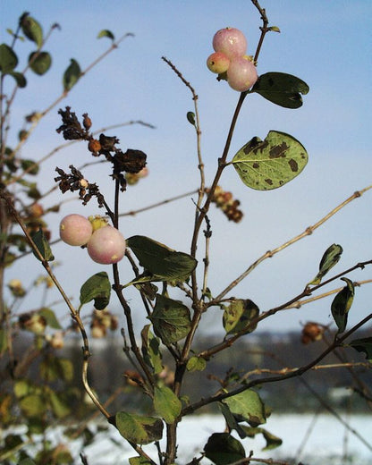 Symphoricarpos doorenbosii 'Taiga' - Purpurbeere 'Taiga'