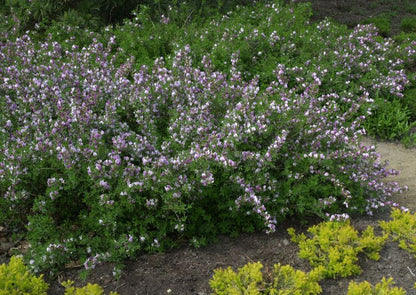 Cytisus purpureus - Purpurginster