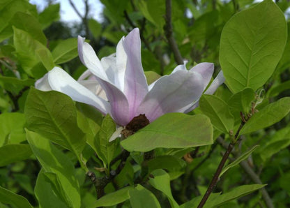 Magnolia liliiflora 'Ricki' - Purpurmagnolie 'Ricki'