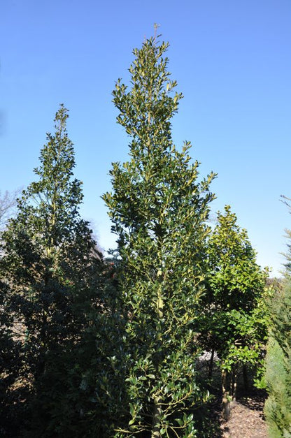 Ilex aquifolium 'Pyramidalis' - Pyramiden-Stechpalme