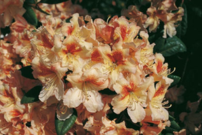 Rhododendron Hybride 'Bernstein' - Rhododendron-Hybride 'Bernstein'