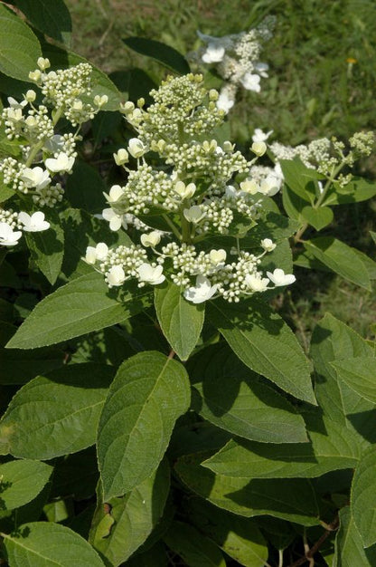 Hydrangea paniculata 'Grandiflora' - Rispenhortensie 'Grandiflora'