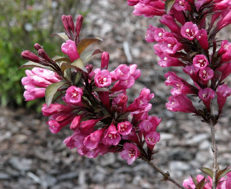 Weigela florida 'Alexandra' -S- - Rosa Weigelie 'Alexandra'