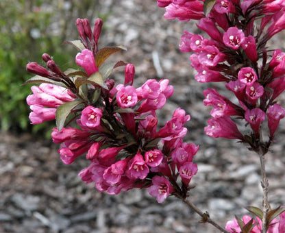 Weigela florida 'Alexandra' -S- - Rosa Weigelie 'Alexandra'