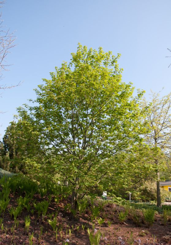 Acer rufinerve - Rostbartahorn