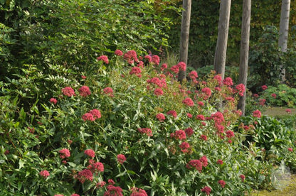 Centranthus ruber 'Coccineus' - Rotblühende Garten-Spornblume