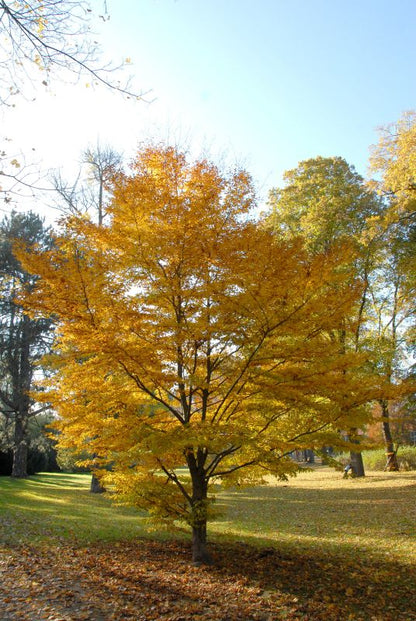 Fagus sylvatica 'Laciniata' - Rotbuche 'Laciniata'