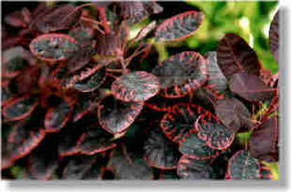 Cotinus coggygria 'Royal Purple' - Roter Perückenstrauch 'Royal Purple'