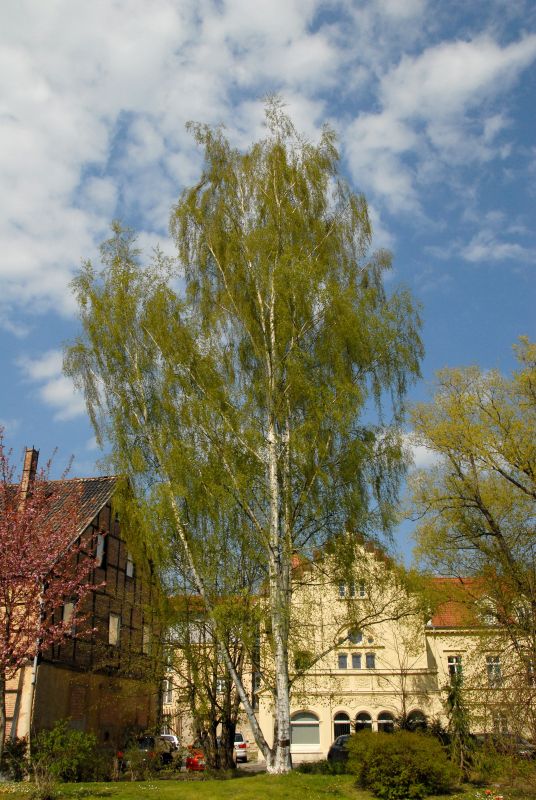 Betula pendula 'Fastigiata' - Säulenbirke