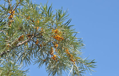 Hippophae rhamnoides - Sanddorn
