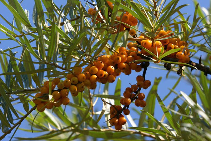 Hippophae rhamnoides 'Leikora' - Sanddorn, weibl.'Leikora'