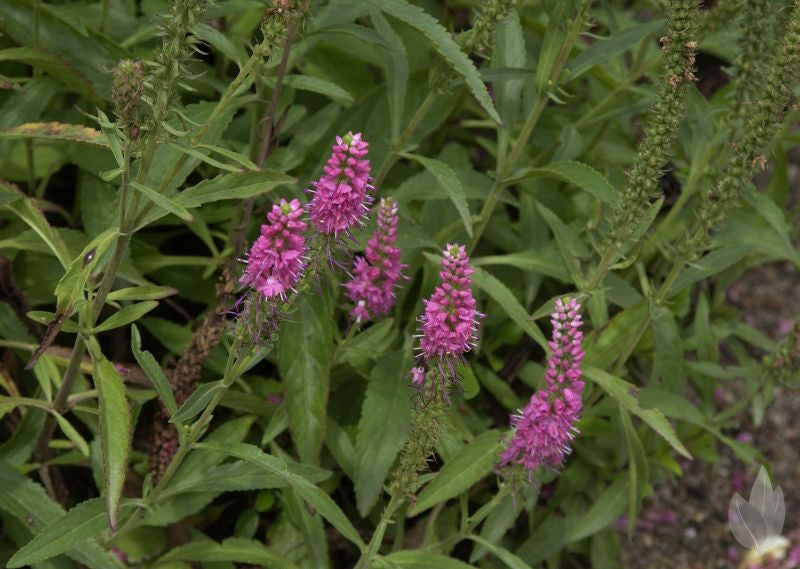 Veronica spicata 'Rotfuchs' - Scheinähriger Garten-Ehrenpreis Rotfuchs