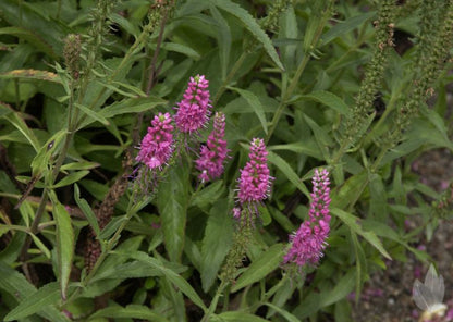 Veronica spicata 'Rotfuchs' - Scheinähriger Garten-Ehrenpreis Rotfuchs
