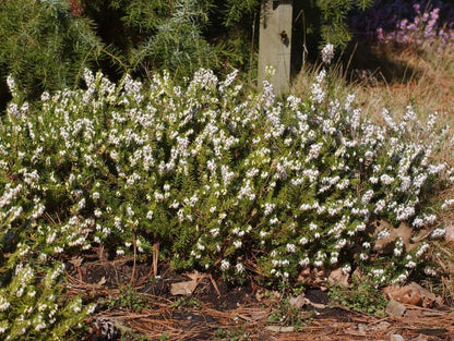 Erica carnea 'Snow Queen' - Schneeheide 'Snow Queen'
