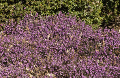 Erica carnea 'Winter Beauty' - Schneeheide 'Winter Beauty'