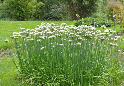 Allium tuberosum - Schnitt-Knoblauch