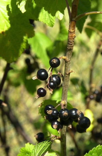 Ribes nigrum - Schwarze Johannisbeere