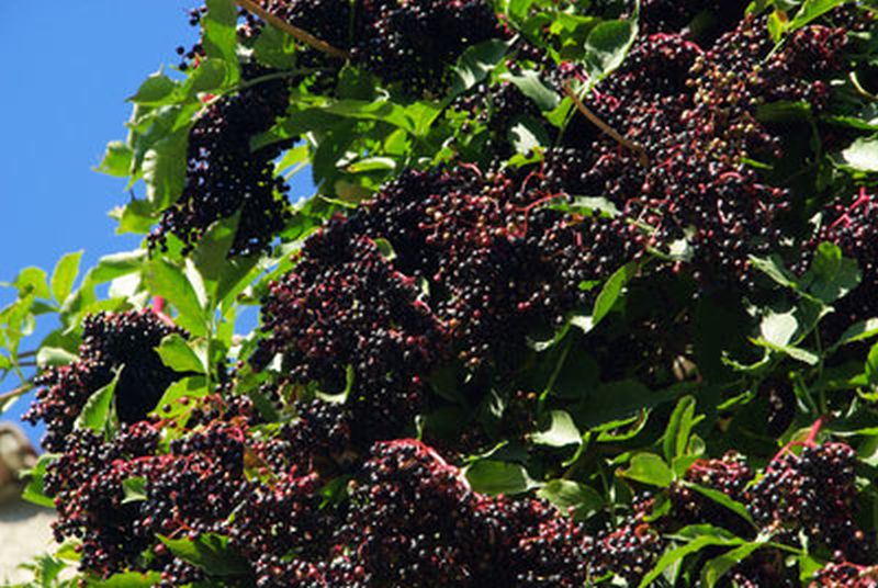 Sambucus nigra - Schwarzer Holunder