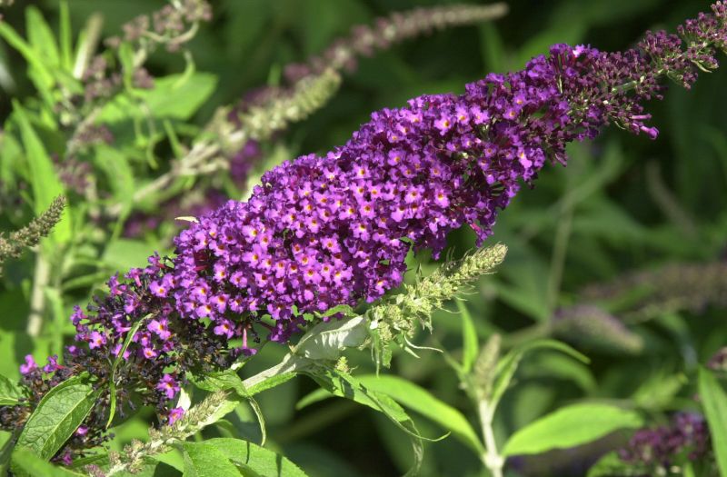 Buddleja davidii 'African Queen' - Sommerflieder 'African Queen'