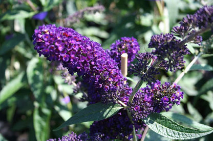 Buddleja 'Lochinch' - Sommerflieder 'Lochinch'