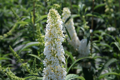 Buddleja 'White Profusion' - Sommerflieder 'White Profusion'