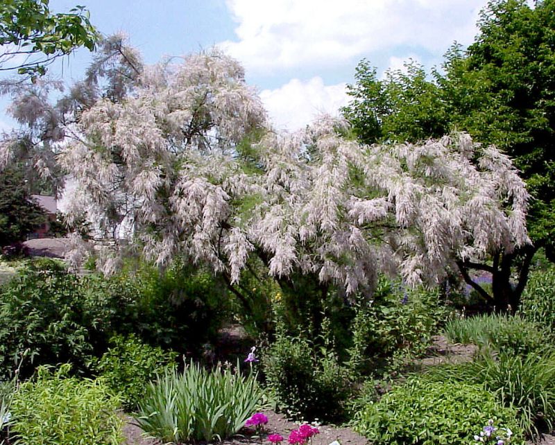 Tamarix ramosissima - Sommertamariske