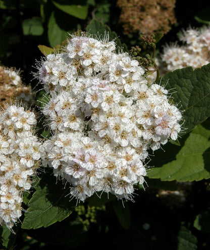 Spiraea fritschiana - Spierstrauch fritschiana
