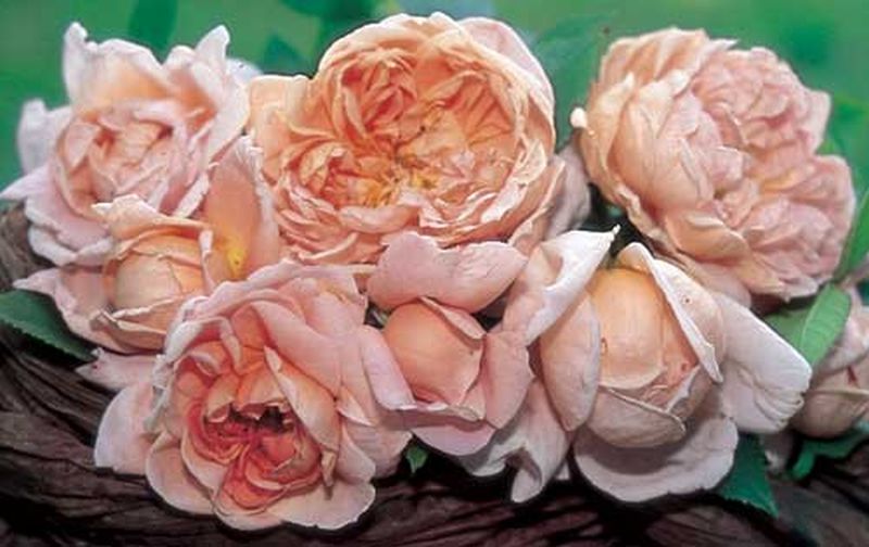 Rosa 'Colette' ® STR - Strauchrose 'Colette' ®