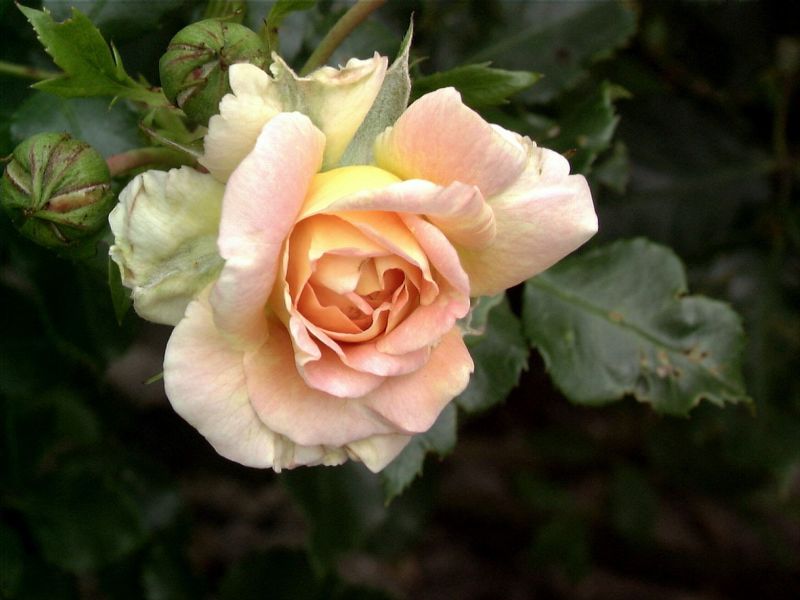 Rosa 'Concerto 94' ® STR - Strauchrose 'Concerto 94' ®