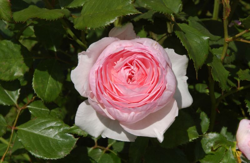 Rosa 'Geoff Hamilton' ® STR - Strauchrose 'Geoff Hamilton' ®