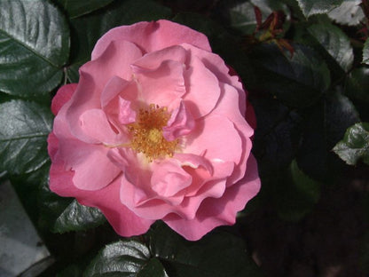 Rosa 'IGA 83 München' ® STR - Strauchrose 'IGA 83 München' ®
