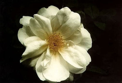 Rosa moyesii 'Nevada' STR - Strauchrose 'Nevada'