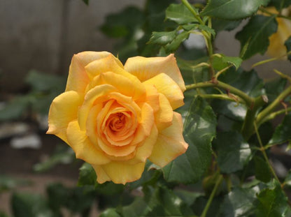 Rosa 'Sahara' ® STR - Strauchrose 'Sahara' ®