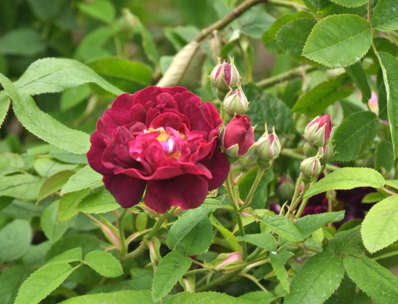 Rosa 'Tuscany' STR - Strauchrose 'Tuscany'