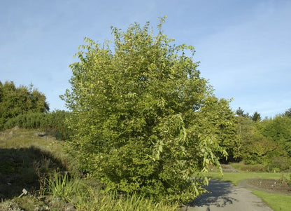 Celtis australis - Südlicher Zürgelbaum