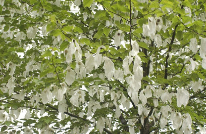 Davidia involucrata vilmoriniana - Taubenbaum