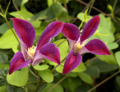 Clematis tex.'Sir Trevor Lawrence' - Texas-Waldrebe 'Sir Trevor Lawrence'