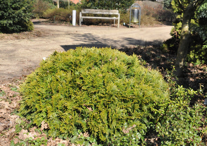 Thuja occidentalis 'Danica' - Zwergiger Kugel-Lebensbaum