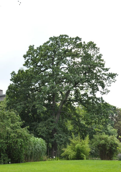 Quercus petraea - Trauben-Eiche Solitär Baum
