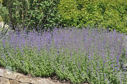 Nepeta x faassenii 'Walker's Low' - Traubige Garten-Katzenminze Walkers Low