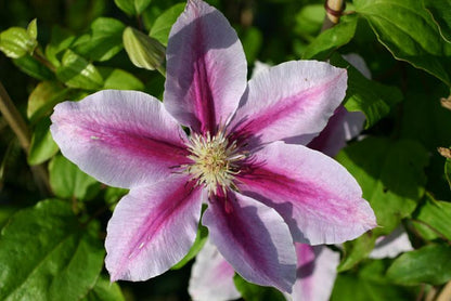 Clematis 'Bees Jubilee' - Waldrebe 'Bees Jubilee'