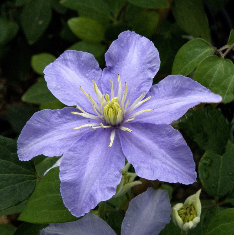 Clematis 'Justa' - Waldrebe 'Justa'