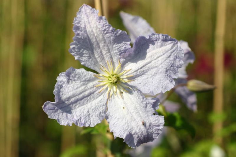 Clematis viticella 'Prince Charles' - Waldrebe 'Prince Charles'