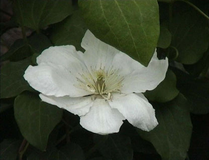 Clematis 'Schneeglanz' - Waldrebe 'Schneeglanz'