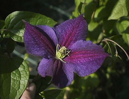 Clematis 'Star of India' - Waldrebe 'Star of India'