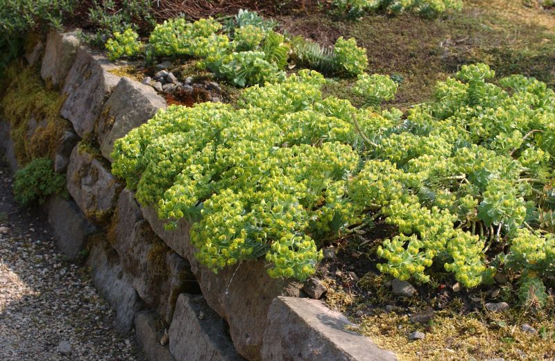 Euphorbia myrsinites - Walzen-Wolfsmilch