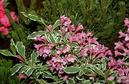 Weigela florida 'Monet' ® -S- - Weigelie 'Monet' ® -S-