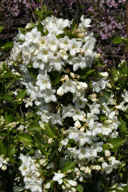 Weigela 'Snowflake' - Weigelie 'Snowflake'